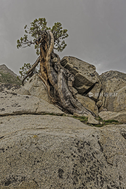 Juniperus grandis(西部Juniper或Sierra Juniper)是原产于美国西部的灌木或乔木。内华达山脉，绿色河流地区的玩具国家森林。加州。扭曲生长在花岗岩上。